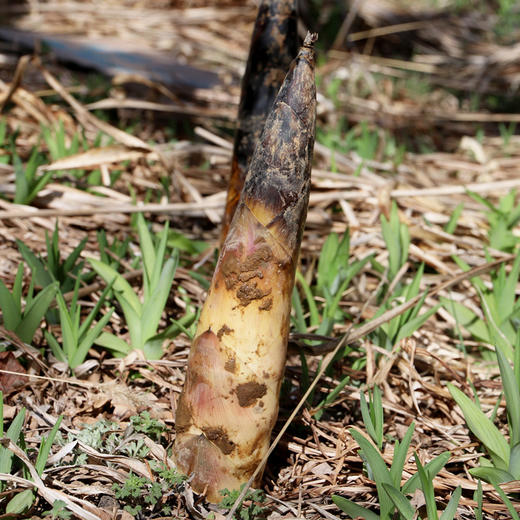 【包邮】新鲜春笋竹笋 鲜嫩新鲜采挖春雷笋鲜笋非冬笋 新鲜时令蔬菜 3斤/5斤 商品图2