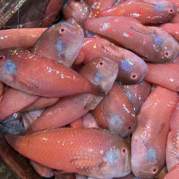 【野生红心莺歌鱼】好吃到连鳞都不放过的纯野生的海鱼，每盒约20-25条！