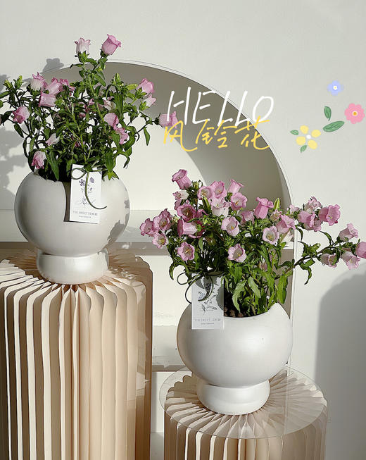 风铃花盆栽（每盆形态不同，介意慎拍） 商品图0