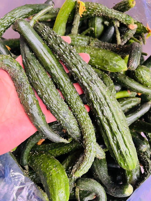 脆嫩黄瓜妞儿！很难买到！腌个小咸菜、拌个小凉菜，十分爽口又开胃！过年大鱼大肉吃多了，换不来这难得的清爽[得意]深夜的酒永远比不上清晨的粥，这就是粥的伴侣！18-19斤，实际19-20斤 商品图2