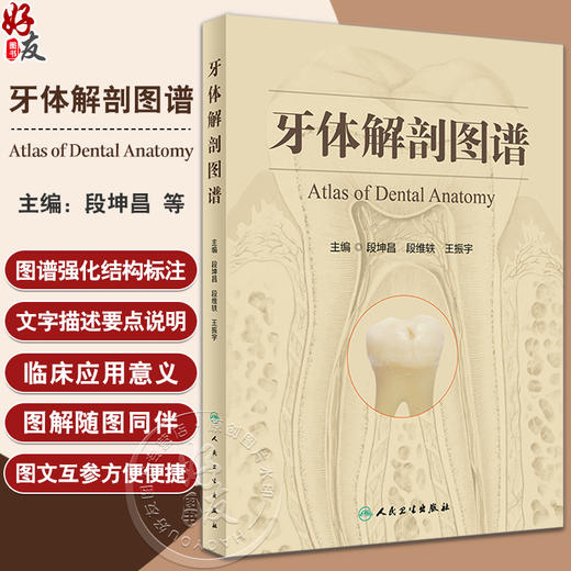 牙体解剖图谱 段坤昌 段维轶 王振宇 主编 成年人恒牙婴幼儿乳牙体实物标本图像牙列咬合口腔科书籍 人民卫生出版社9787117341998 商品图0