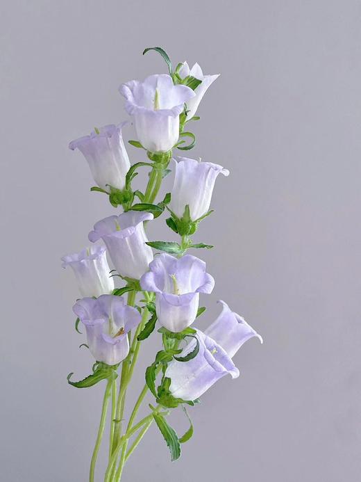 【紫陌霓裳】紫色风铃花1束约4-5支+粉色风铃花1束约4-5支/份 商品图1