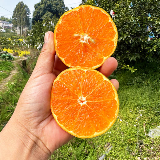 特惠活动『眉山明日见柑橘』脆嫩多汁，鲜甜爽口，皮薄籽少，小巧饱满，又名阿斯蜜柑橘 商品图6