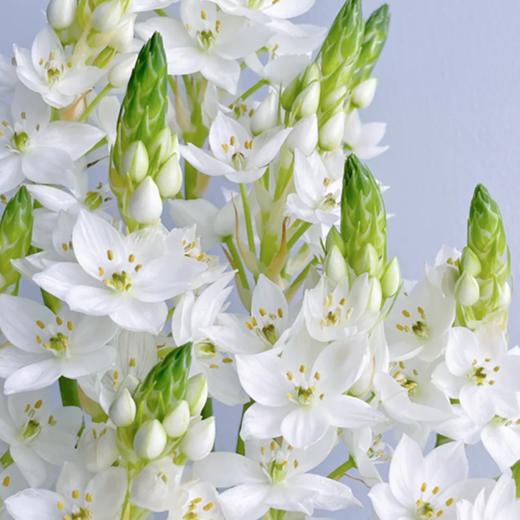 雀梅   10支/扎 颜色深浅略有差异 以实物为准 云南基地发货（价格已包含包装费用） 运费以实际为准，多退少补。 商品图1