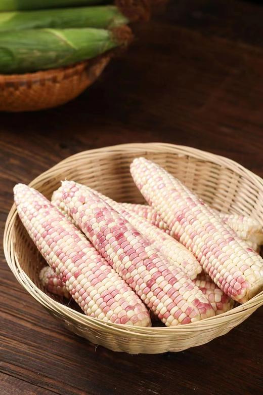 【AN】西双版纳 A级花糯玉米 商品图2