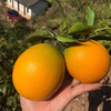 【果园直发！纽荷尔脐橙】当季新鲜，饱满果肉，口口爆汁！秭归脐橙现摘橙子时令水果整箱 商品缩略图2