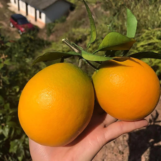 【果园直发！纽荷尔脐橙】当季新鲜，饱满果肉，口口爆汁！秭归脐橙现摘橙子时令水果整箱 商品图2