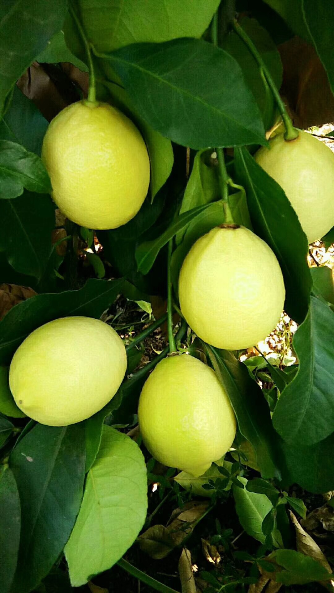 微信图片_201907312244316 - 副本.jpg