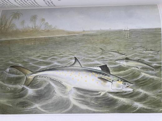 鱼类版画集 60幅精美彩色插图 精装8开 商品图7