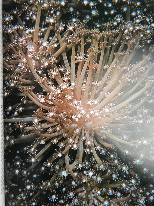 奥杜邦学会海洋野生动物图鉴 123幅彩色摄影图集 精装大16开 商品图7