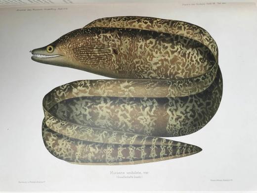 鱼类版画集 60幅精美彩色插图 精装8开 商品图8