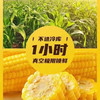 【超值傻小胖/早安系列有机玉米】常温存放。来自内蒙古/黑龙江大草原的甜糯玉米，昼夜温差造就了口感纯净天空下，孕育出的玉米中的香，甜，糯。每一粒都能代表它的品质 商品缩略图3