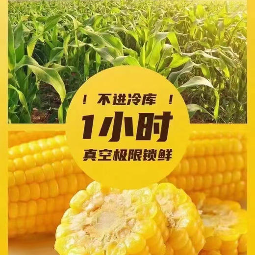 【超值傻小胖/早安系列有机玉米】常温存放。来自内蒙古/黑龙江大草原的甜糯玉米，昼夜温差造就了口感纯净天空下，孕育出的玉米中的香，甜，糯。每一粒都能代表它的品质 商品图3