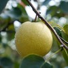【陕西蒲城蜂蜜酥梨 5斤】| 脆甜多汁、一口汁水一口香，自然种植，农家美味 商品缩略图3