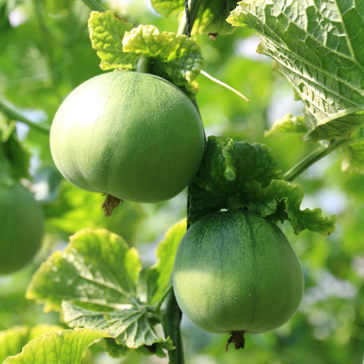 齁甜的甜瓜藤上自然熟   瓜香味儿浓   酥脆多汁  香气十足  新鲜采摘 1斤 商品图9