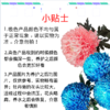 市场牡丹菊-布朗尼紫 5枝一扎 商品缩略图0