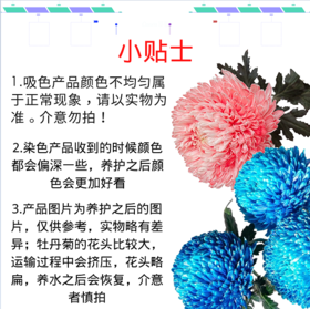 牡丹菊-炫彩青砖色 5枝一扎