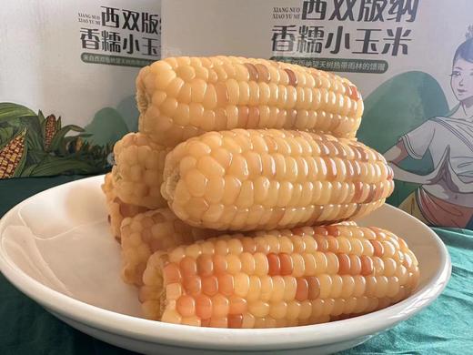 【AN】西双版纳 巴掌玉米 商品图4