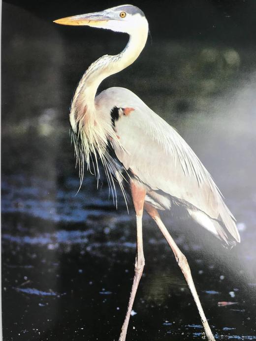 奥杜邦学会海洋野生动物图鉴 123幅彩色摄影图集 精装大16开 商品图14