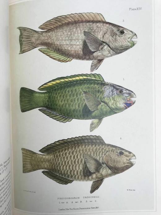 鱼类版画集 60幅精美彩色插图 精装8开 商品图10