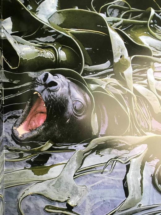 奥杜邦学会海洋野生动物图鉴 123幅彩色摄影图集 精装大16开 商品图11