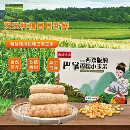 【AN】西双版纳 巴掌玉米 商品图0