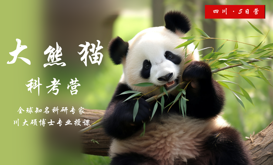 2024国宝熊猫夏令营 化身”大熊猫少年守护者“，一起近距离探索大熊猫！