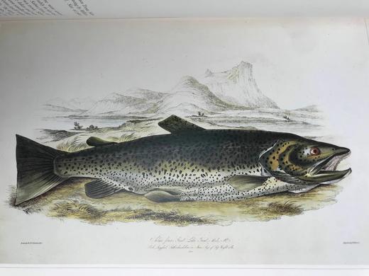 鱼类版画集 60幅精美彩色插图 精装8开 商品图13