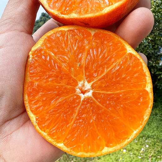 特惠活动『眉山明日见柑橘』脆嫩多汁，鲜甜爽口，皮薄籽少，小巧饱满，又名阿斯蜜柑橘 商品图2