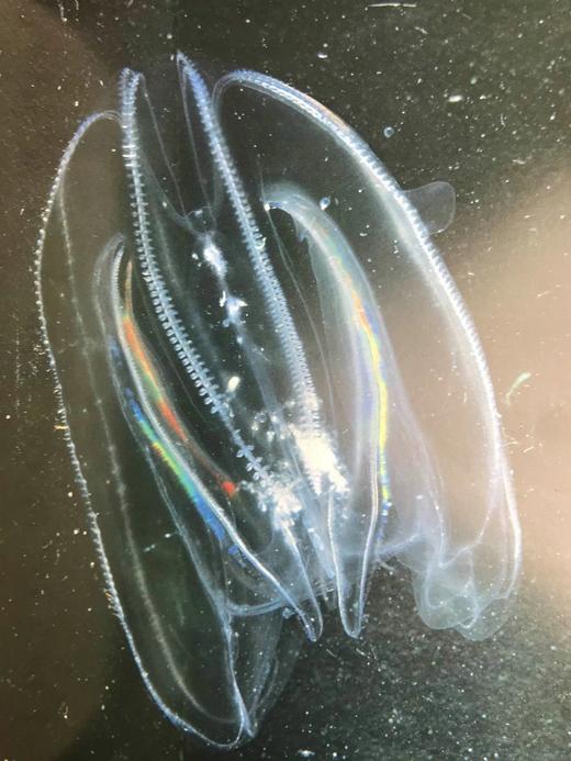 奥杜邦学会海洋野生动物图鉴 123幅彩色摄影图集 精装大16开 商品图10