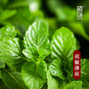 植晓 胡椒薄荷 精油 5ml 商品缩略图1