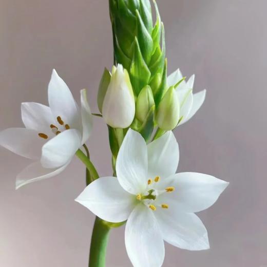 雀梅   10支/扎 颜色深浅略有差异 以实物为准 云南基地发货（价格已包含包装费用） 运费以实际为准，多退少补。 商品图0