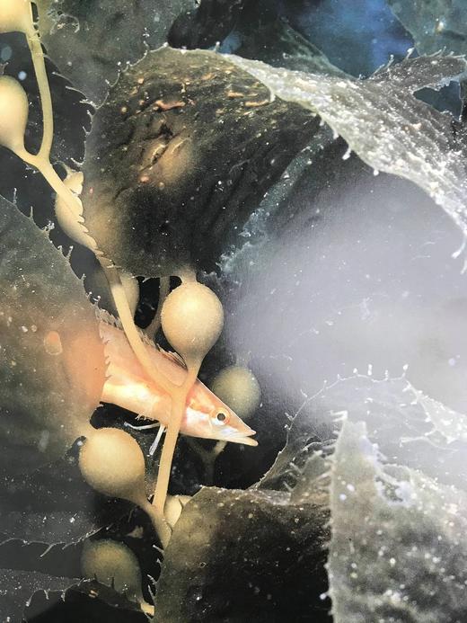 奥杜邦学会海洋野生动物图鉴 123幅彩色摄影图集 精装大16开 商品图12