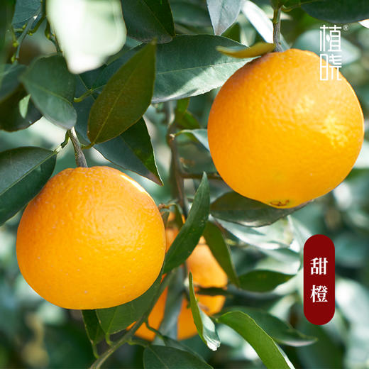 植晓 甜橙精油 5ml 商品图1