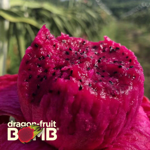 海南产树上熟红心火龙果 有玫瑰的香气 顺丰快递 商品图1