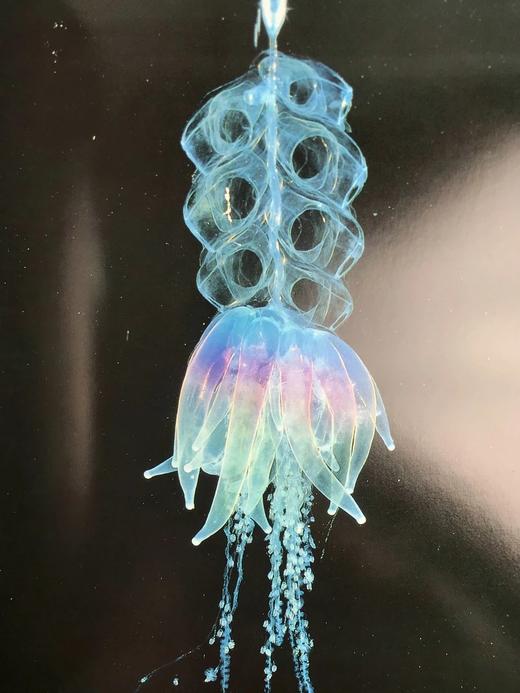 奥杜邦学会海洋野生动物图鉴 123幅彩色摄影图集 精装大16开 商品图9