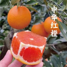 【希希考察精选】秭归脐橙 中华红橙5斤/9斤  自然成熟，酸甜多汁