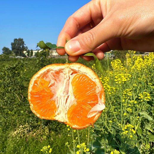 特惠活动『眉山明日见柑橘』脆嫩多汁，鲜甜爽口，皮薄籽少，小巧饱满，又名阿斯蜜柑橘 商品图0
