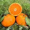 特惠活动『眉山明日见柑橘』脆嫩多汁，鲜甜爽口，皮薄籽少，小巧饱满，又名阿斯蜜柑橘 商品缩略图5