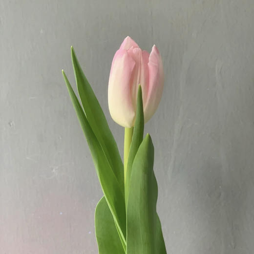 郁金香.王朝粉A 商品图0