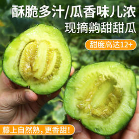 齁甜的甜瓜藤上自然熟   瓜香味儿浓   酥脆多汁  香气十足  新鲜采摘 1斤