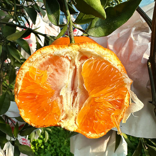 特惠活动『眉山明日见柑橘』脆嫩多汁，鲜甜爽口，皮薄籽少，小巧饱满，又名阿斯蜜柑橘 商品图1
