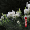 植晓 澳洲茶树精油 5ml 商品缩略图1
