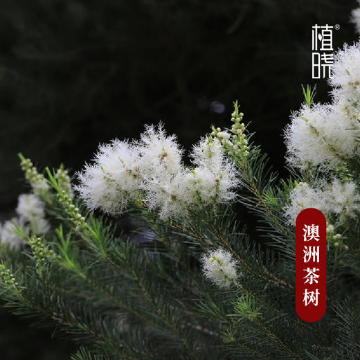 植晓 澳洲茶树精油 5ml 商品图1