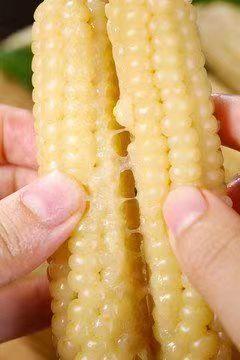 【AN】西双版纳 A级拇指玉米 商品图1