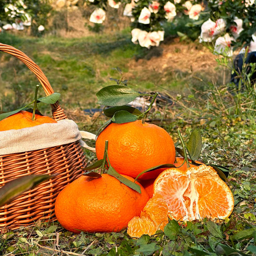 特惠活动『眉山明日见柑橘』脆嫩多汁，鲜甜爽口，皮薄籽少，小巧饱满，又名阿斯蜜柑橘 商品图3