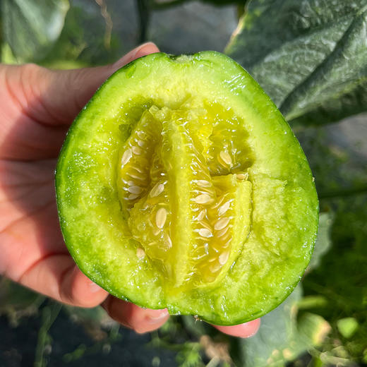 齁甜的甜瓜藤上自然熟   瓜香味儿浓   酥脆多汁  香气十足  新鲜采摘 1斤 商品图5