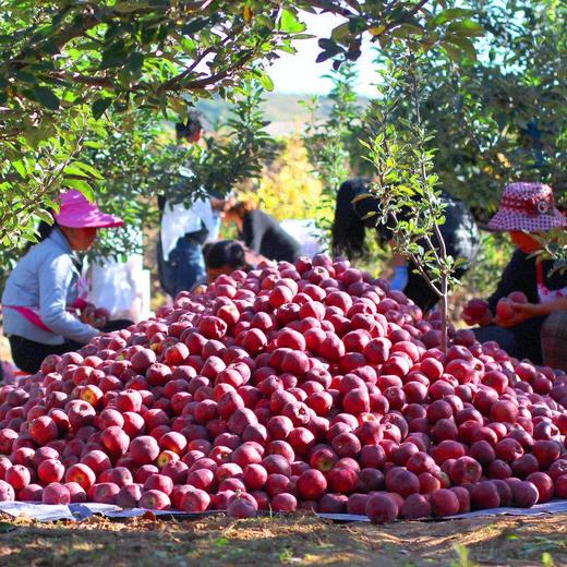 【产地直发！甘肃天水花牛苹果】营养丰富，新鲜美味，颗颗精选，好吃看得见！应当季水果宝宝辅食蛇果香甜粉整箱 商品图1