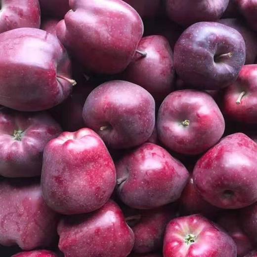 【产地直发！甘肃天水花牛苹果】营养丰富，新鲜美味，颗颗精选，好吃看得见！应当季水果宝宝辅食蛇果香甜粉整箱 商品图5