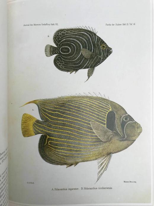 鱼类版画集 60幅精美彩色插图 精装8开 商品图9